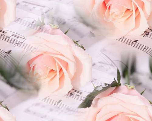Розовые розы на нотной тетрадке