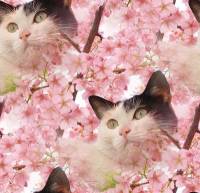 Кот на цветущем дереве