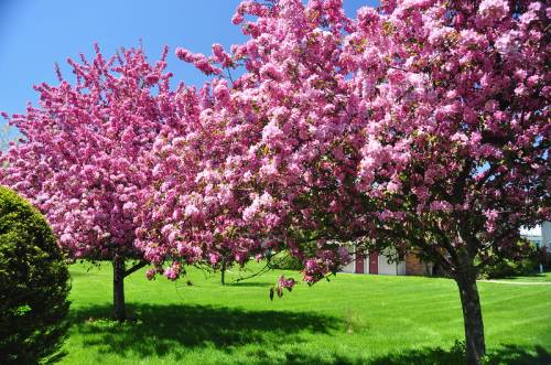 Розовое цветение деревьев на фоне зеленой травы и голубог...