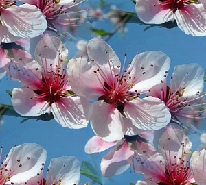 Весна с цветением фруктовых деревьев