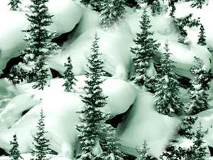 Хвойные деревья в снегу