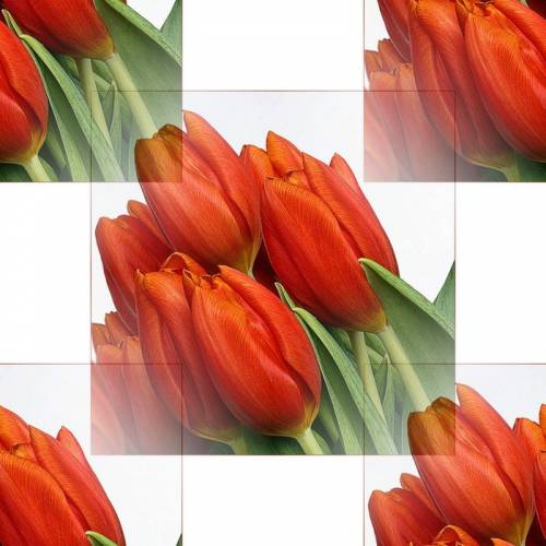 Красные тюльпаны на белом