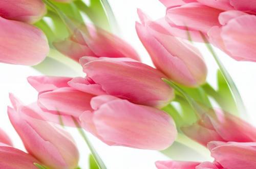 Красивые розовые тюльпаны