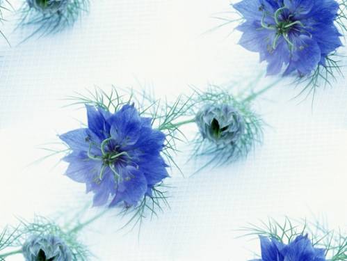 Голубые цветы на белом