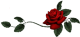 Роза для оформления поздравлений. Разделитель
