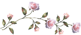 Красивая ветка роз. Разделитель