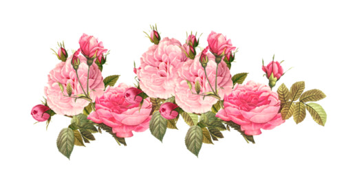 Розовые розы ретро для украшения текста поздравления