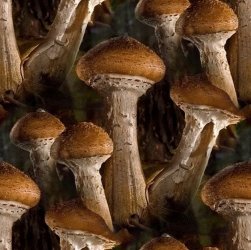 Осенние грибы. Опята