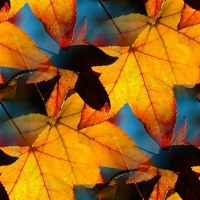 Осенние листья на голубом
