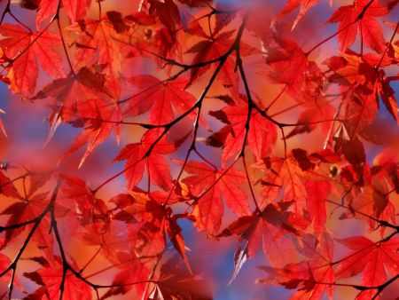 Яркие красные листья