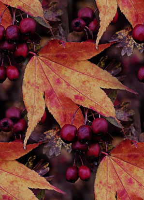 Осенняя листва и ягоды