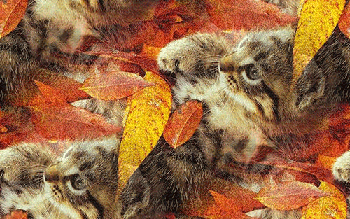 Котенок среди осенних листьях
