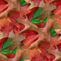 Свертываются осенние листья