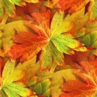 Осенняя разноцветная листва