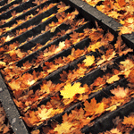 Осень. Блики на солнечных листьях