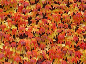 Красно-желтые листья на темном
