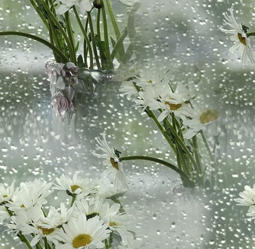 Ромашки за дождливым окном