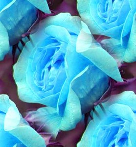 Розы голубые