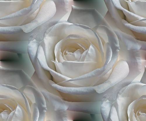 Белые бутоны роз