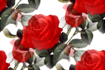 Приятные розы