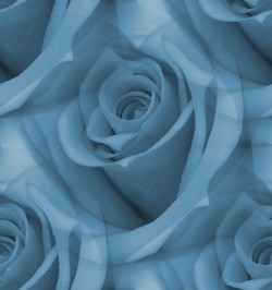 Большие розы голубоватые