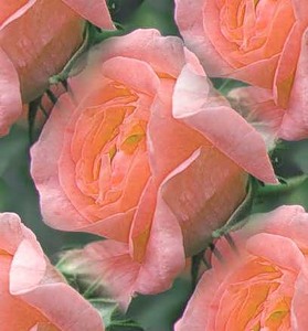 Розы бледно розовые
