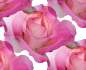 Яркая розовая роза
