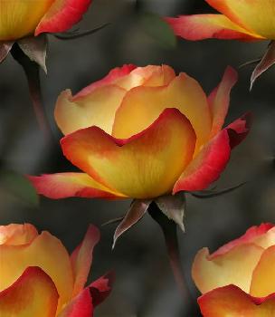 Желто-розовая роза на темно-сером
