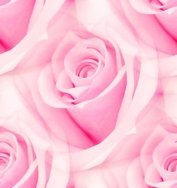 Большие розы розоватые