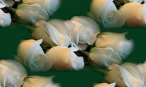Белые розы на зеленом