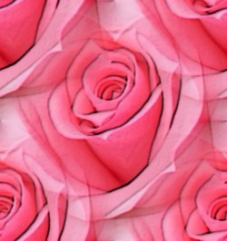 Большие розы розовые