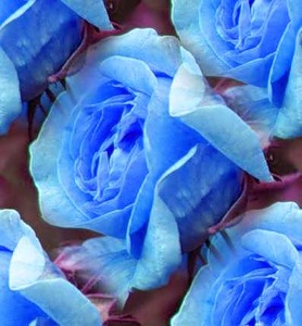 Розы синие