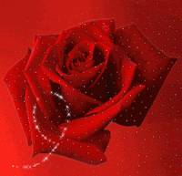Красная роза на красном