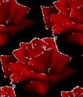 Красные розы на черном