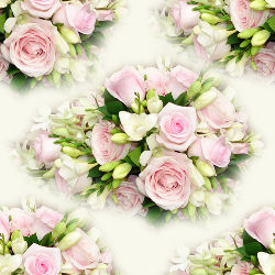 Розы розовые на белом фоне