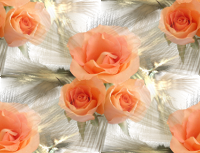 Розово-бежевые розы