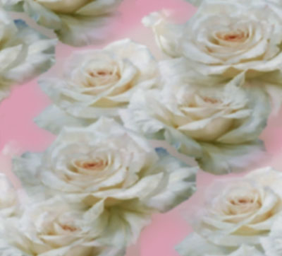 Белая роза в розовом свете