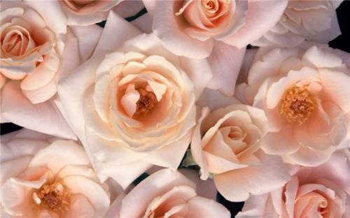 Бежевые и розоватые розы