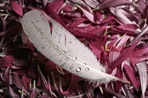 Перо с каплями дождя, лежащее на лепестках цветов