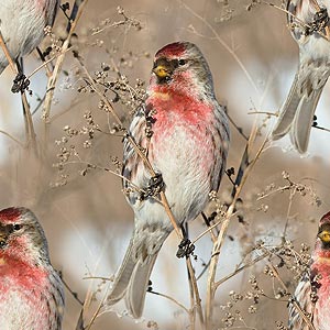 Птицы с розовой грудкой