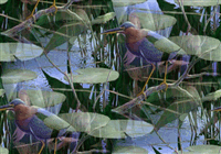 Птицы на болоте