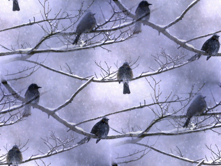 Зима. Птицы на ветках