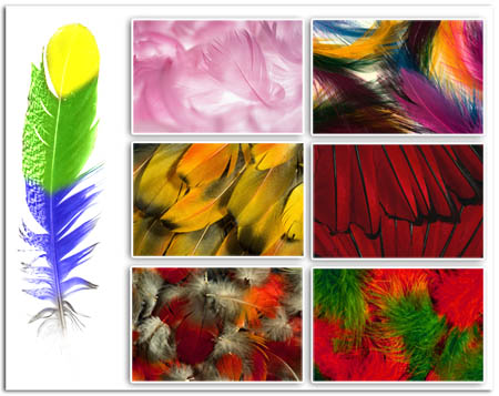 Разнообразные перья