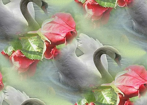 Лебеди плывут среди роз