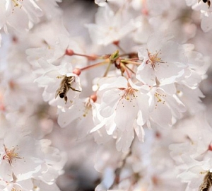 Белоснежные цветы весны