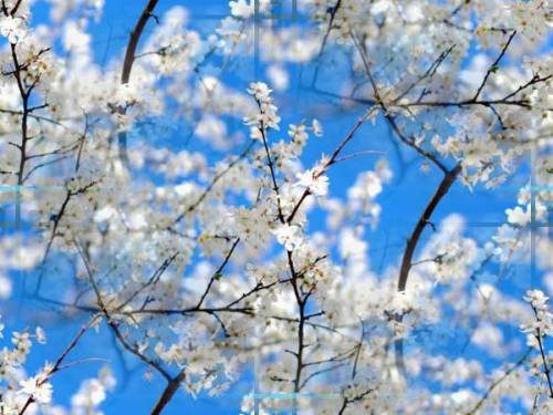 Цветение вишни на фоне голубого неба