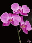 Орхидеи меняющие окраску на черном фоне