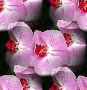 Розовые орхидеи на темном фоне