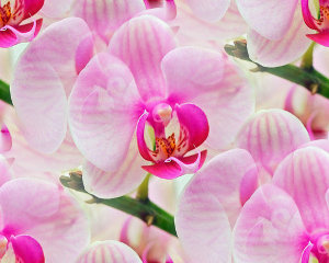Орхидеи белые с розовым