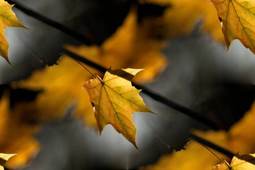 Желтые кленовые листья на сером